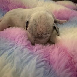 Mongo - White and black male Dalmatian puppy in Fort Cavasos, Texas from Mainstreet Dalmation
