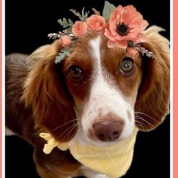 Hazel - Dachshund