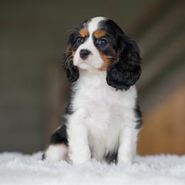 Chestnut - Tri-color male Cavalier King Charles Spaniel puppy in Sugarcreek, Ohio from Chocolate Cavalier