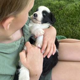English Shepherd Puppies from Organic Heritage English Shepherds