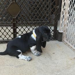 Yellow - petunia - Black and white female Basset Hound puppy in Pflugerville, Texas from Mountain Mama Bassets