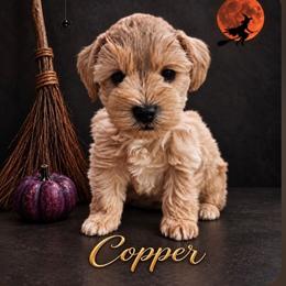 Copper.  5 weeks - White male Miniature Schnauzer puppy in Lumberton, Texas from 1 Smart Choice Schnauzers Babies