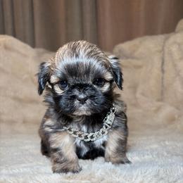 Ares - Chocolate male Shih Tzu puppy in Phoenix, Arizona from Spoiled ShihTzu LLC
