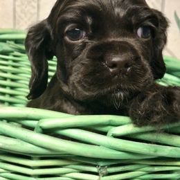 "Brown cocker M" Cavalier King Charles Spaniel and Cocker Spaniel Puppies from Encore Cockers