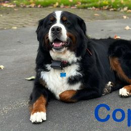 Copper - Bernese Mountain Dog