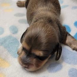 Dachshund Puppies from CLARK'S BREEDING PROGRAM