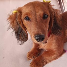 Dachshunds from Wythe Weiners