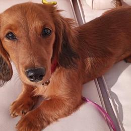 Dachshunds from Wythe Weiners