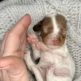 Hallie - Merle female Cavapoo puppy in Cameron, South Carolina from Sassy Sailor & Company