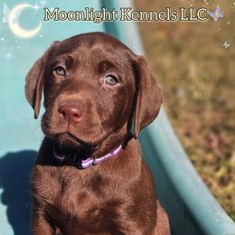 Purple - Chocolate female Labrador Retriever puppy in Elloree, South Carolina from Moonlight Kennels LLC