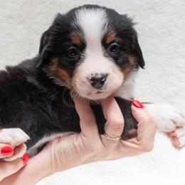 Bernese Mountain Dog Puppies from Berner Dynasty