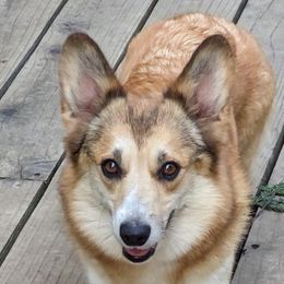 Annika - Pembroke Welsh Corgi