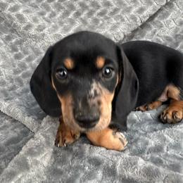 Loui - Dapple male Dachshund puppy in Casa Grande, Arizona from Short n Sassy Dachshunds of AZ