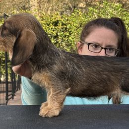 Dachshund Puppies from Passport Dachshunds