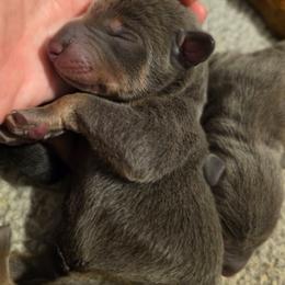 Boy 1 - Blue and rust male Doberman Pinscher puppy in New River, Arizona from Desert Mountain Dobermans