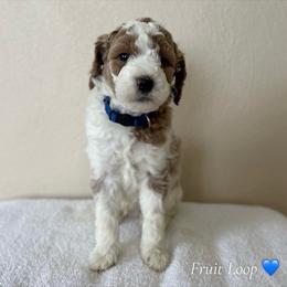 Fruit Loop - Parti male Goldendoodle puppy in Crothersville, Indiana from Wischmeier’s Doodles