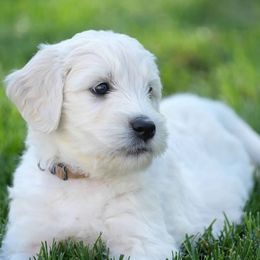 Goldendoodle and Poodle Puppies from Serenity Doodles