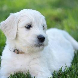 Goldendoodle and Poodle Puppies from Serenity Doodles