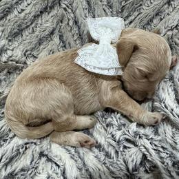 Indy - Apricot female Goldendoodle puppy in Ankeny, Iowa from Iowadoodles2love