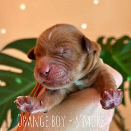 S'more - Dark golden male Golden Retriever puppy in Salt Lake City, Utah from Pitchpine Retrievers