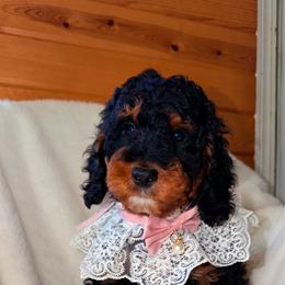 Irene - Tri-color female Bernedoodle puppy in Beecher, Illinois from Erica’s Doodles