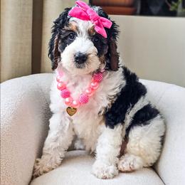 Scarlett - Black and white female Bernedoodle puppy in Gaylord, Michigan from Dog Mom Co. Doodles