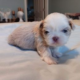 Shih Tzu Puppies from P&B Tzu Tribe