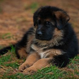 Kato (turquoise collar) - Black and red male German Shepherd puppy in Ballston Spa, New York from Von Fahringer Shepherds