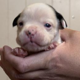 Puppy Pick 7 - Brindle male Boxer puppy in Madras, Oregon from BnT Boxers