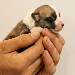 Boy 1 - Sable male Pembroke Welsh Corgi puppy in Narvon, Pennsylvania from Corgi Companions (license number 18998)