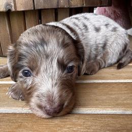 Cookie dough - Dapple female Dachshund puppy in Bentonville, Arkansas from T & D Dachshunds by design