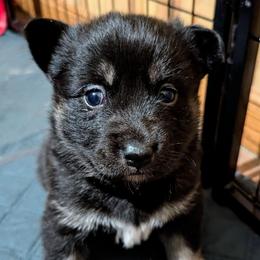 Yellow Girl - Suvi - Black and tan female Lapponian Herder puppy in Prattsburgh, New York from Maalattu Koirankoppi Lapponian Herders