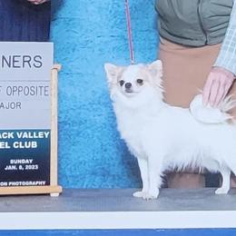 Mallory - Chihuahua