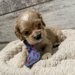 Fisher - Buff and white male Cocker Spaniel puppy in West Plains, Missouri from Ozark Haven Farm