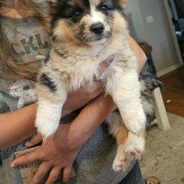 American Corgi puppies from Voneida Collies & Corgis