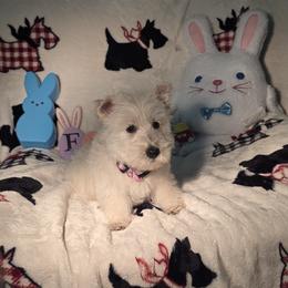 Pink Collared - Female - Wheaten female Scottish Terrier puppy in Peoria, Arizona from Duran's Scotties