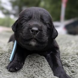 Light Blue - Black male Newfoundland puppy in Independence, Missouri from K & L Ranch