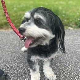 Bouvier des Flandres and Havanese from Beulah Bouviers and Havanese