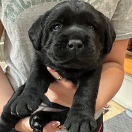 Girl 1 - Black female Labrador Retriever puppy in Traverse City, Michigan from Tripp Labradors