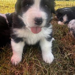 Australian Shepherd Puppies from Hamilton Farms