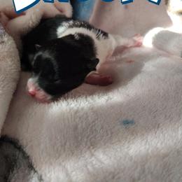 Snoopy - Black parti male Pomeranian puppy in Illinois from Maribel Poms