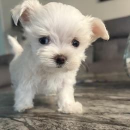 Kingston - White male Maltese puppy in Hephzibah ( Richmond County ), Georgia from Healing Pawz LLC