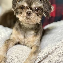Diva - Chocolate and tan female Shih Tzu puppy in Talladega, Alabama from The Anderson Farms Kennel