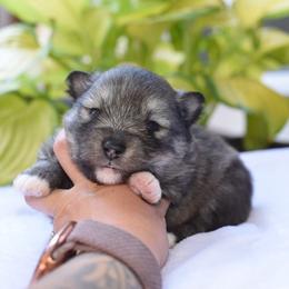 Kiva - Wolf sable female Pomsky puppy in Coos Bay, Oregon from Ocean View Pomskies
