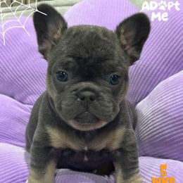 Casper - Tricolors male French Bulldog puppy in South Bend, Indiana from Furever Faithful Frenchies LLC