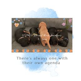 "3 Weeks" Cavalier King Charles Spaniel Puppies from Harvest Moon Cavaliers