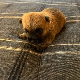 Cairn Terrier Puppies from Shining Waters Farm