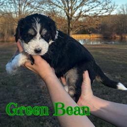 Boy 5 - male Bernedoodle puppy in St. James, Missouri from Backwoods Bernedoodles