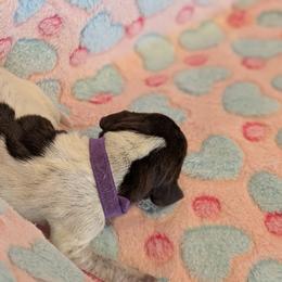 German Shorthaired Pointer Puppies from Hanaway GSPs