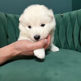 Ramen - White male Samoyed puppy in Tremonton, Utah from Sugar Sweet Samoyeds